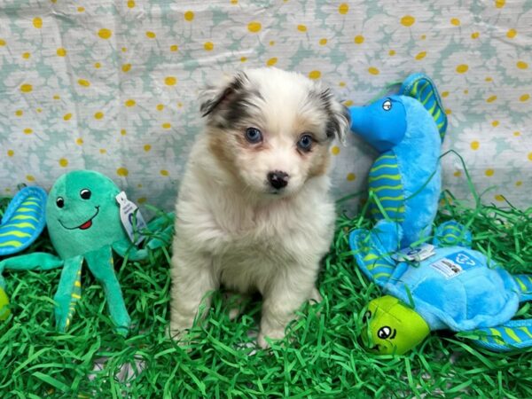 Miniature American Shepherd Dog Female Blue Merle White and Tan 26470 Petland Las Vegas, Nevada