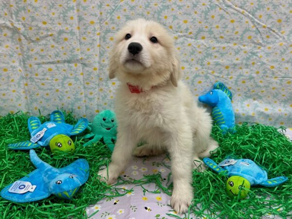 Great Pyrenees-Dog-Female-White-26449-Petland Las Vegas, Nevada