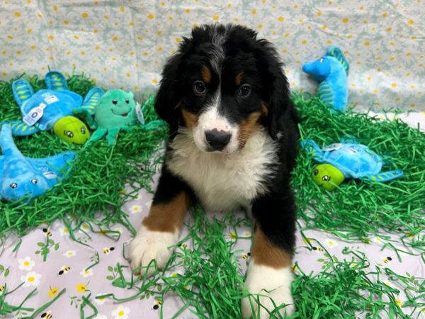 Bernese Mountain Dog Dog Male Black Rust and White 26450 Petland Las Vegas, Nevada