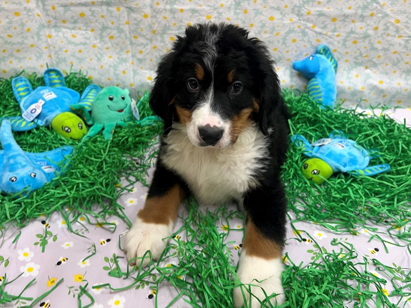 Bernese Mountain Dog - 26450 Image #1