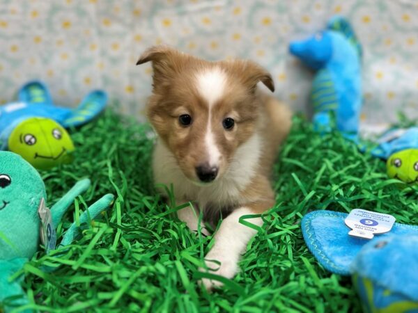 Shetland Sheepdog Dog Female Sable / White 26464 Petland Las Vegas, Nevada