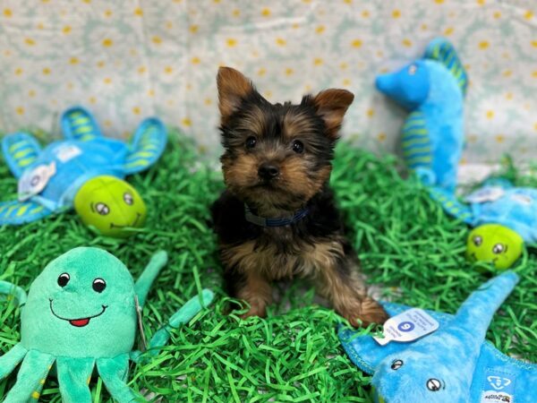 Silky Terrier Dog Male Black / Tan 26466 Petland Las Vegas, Nevada