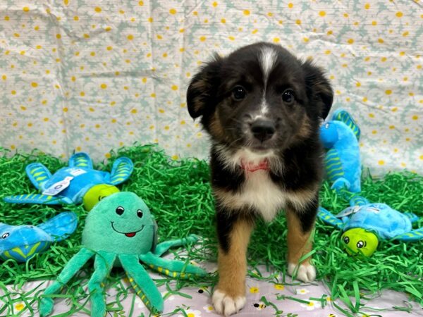 Miniature Australian Shepherd Dog Female Tri-Color 26476 Petland Las Vegas, Nevada