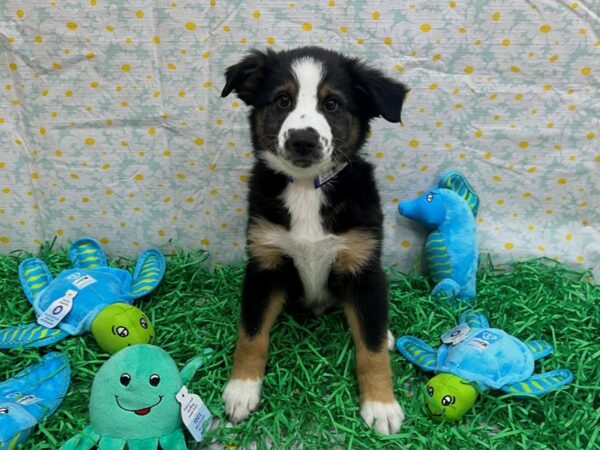 Miniature Australian Shepherd Dog Male Tri-Color 26475 Petland Las Vegas, Nevada