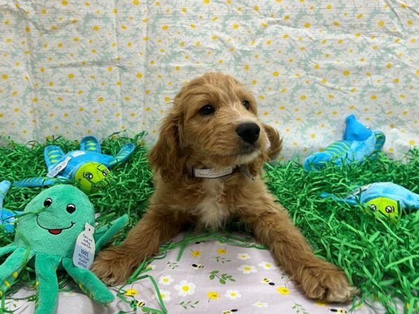 F1B Goldendoodle Dog Male Golden 26471 Petland Las Vegas, Nevada