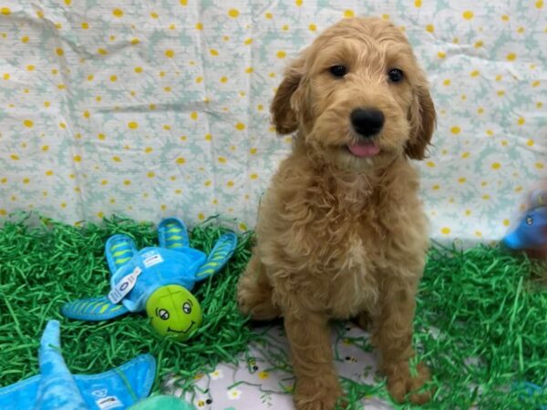 F1B Goldendoodle Dog Female 26472 Petland Las Vegas, Nevada