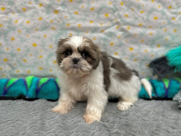 Shih Tzu Dog Female Gold / White 26537 Petland Las Vegas, Nevada