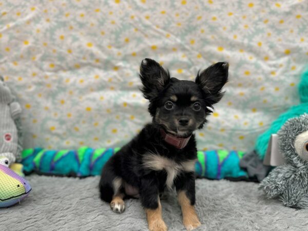 Chihuahua Dog Female Black / Tan 26534 Petland Las Vegas, Nevada