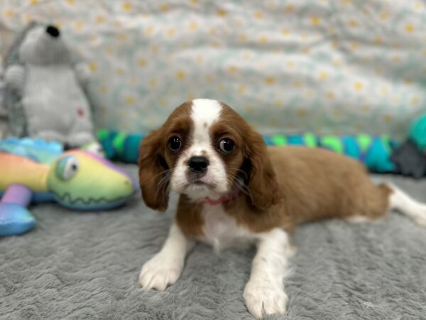 Cavalier King Charles Spaniel Dog Female Blenheim 26533 Petland Las Vegas, Nevada