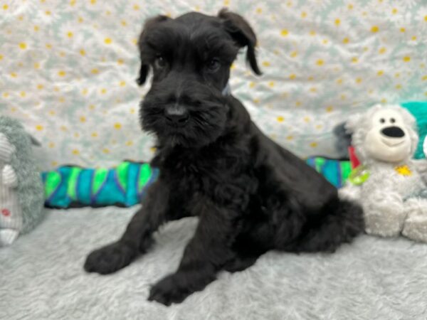 Giant Schnauzer-Dog-Male-Black-26571-Petland Las Vegas, Nevada