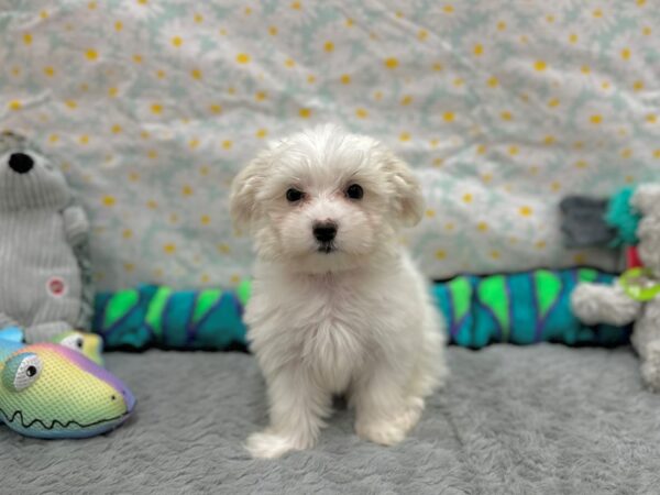 Coton De Tulear-Dog-Female-White-26530-Petland Las Vegas, Nevada