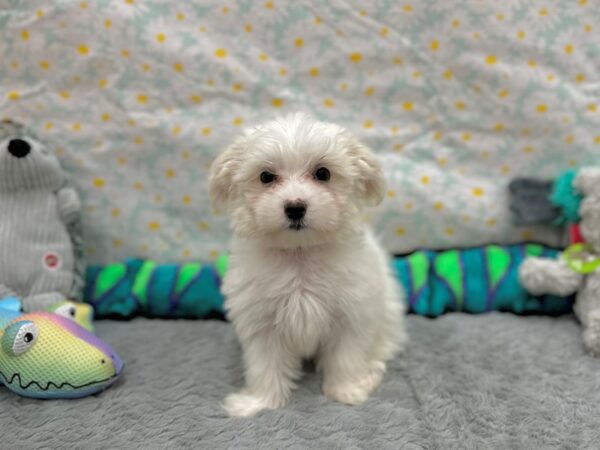 [#26530] White Female Coton De Tulear Puppies For Sale