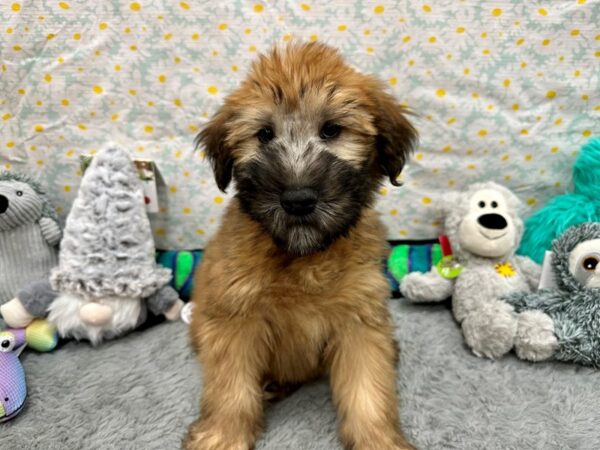 [#26529] Wheaten Male Soft Coated Wheaten Terrier Puppies For Sale