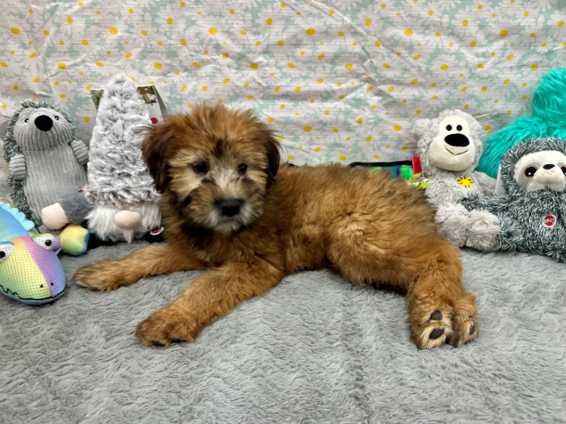 Soft Coated Wheaten Terrier - 26528 Image #1