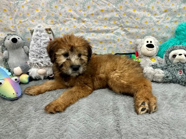 [#26528] Wheaten Female Soft Coated Wheaten Terrier Puppies For Sale