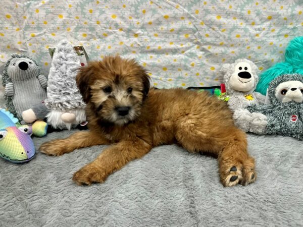 Soft Coated Wheaten Terrier Dog Female Wheaten 26528 Petland Las Vegas, Nevada