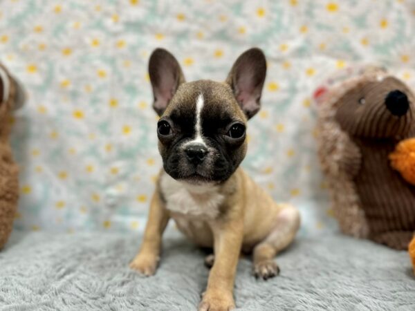 [#26483] Fawn Female French Bulldog Puppies For Sale