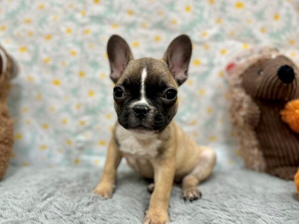 French Bulldog-Dog-Female-Fawn-26483-Petland Las Vegas, Nevada