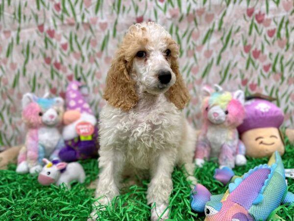 Standard Poodle Dog Female Cream and White 26562 Petland Las Vegas, Nevada