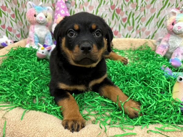 [#26546] Black / Rust Male Rottweiler Puppies For Sale
