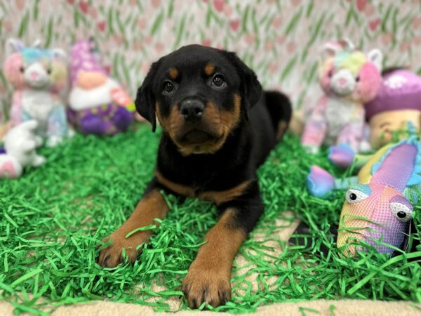 [#26545] Black / Rust Female Rottweiler Puppies For Sale