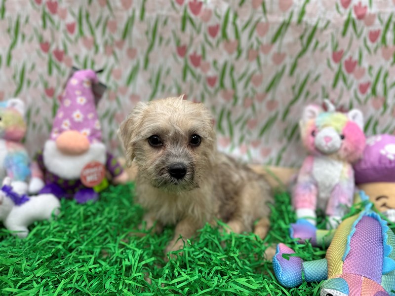 Dandie Dinmont Terrier - 26515 Image #1