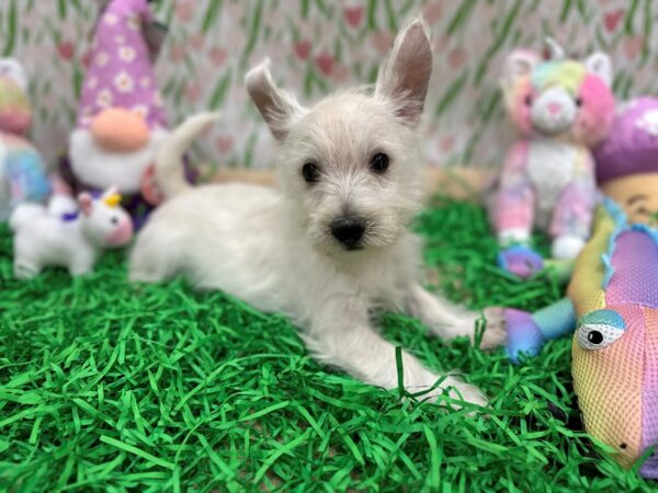 [#26517] White Male West Highland White Terrier Puppies For Sale