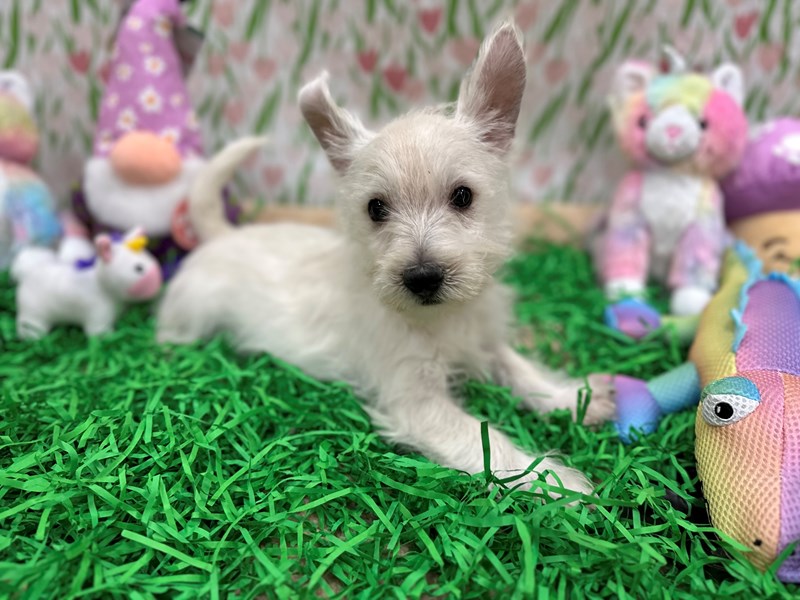 West Highland White Terrier - 26517 Image #1