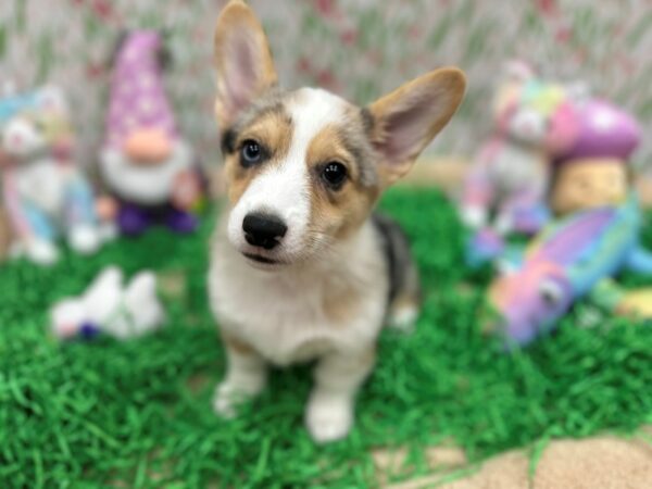 Pembroke Welsh Corgi Dog Female Blue Merle / Tan 26499 Petland Las Vegas, Nevada