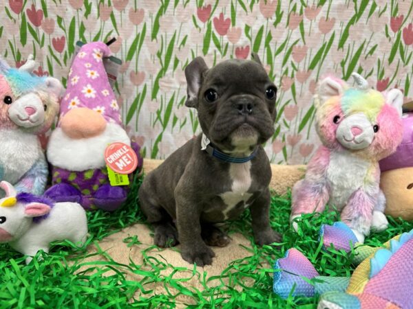 French Bulldog Dog Male Blue 26560 Petland Las Vegas, Nevada