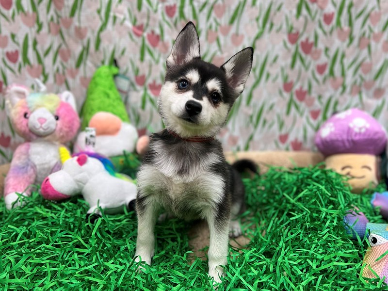 Alaskan Klee Kai - 26547 Image #1
