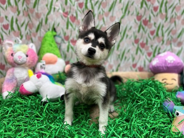[#26547] Black / White Female Alaskan Klee Kai Puppies For Sale