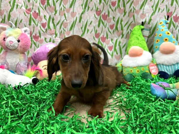 [#26523] Wild Boar Male Dachshund Puppies For Sale