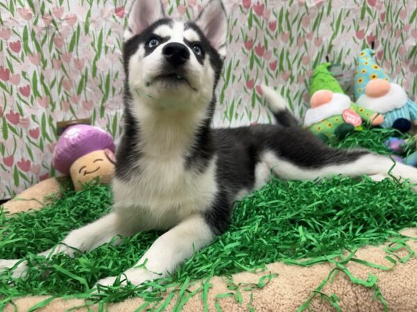[#26512] Black and White Female Siberian Husky Puppies For Sale