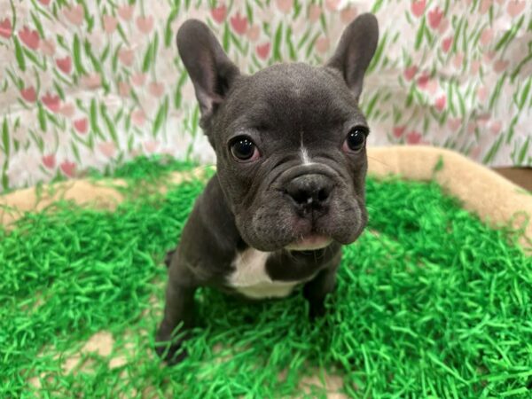 French Bulldog Dog Male Blue 26495 Petland Las Vegas, Nevada