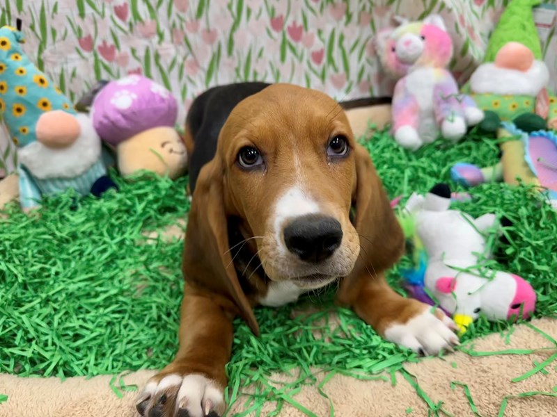 Basset Hound - 26488 Image #1