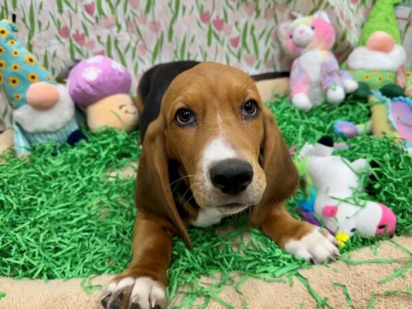 [#26488] Black Tan and White Male Basset Hound Puppies For Sale