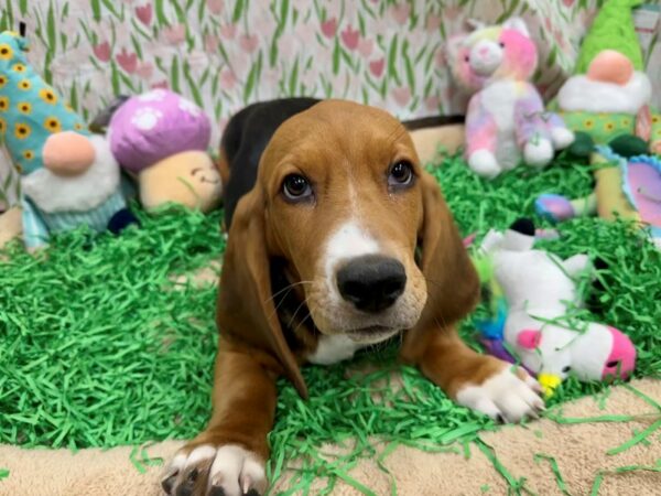 Basset Hound Dog Male Black Tan and White 26488 Petland Las Vegas, Nevada