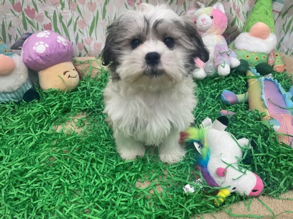[#26481] Silver Gold and White Female Bichon Frise/Shih Tzu Puppies For Sale