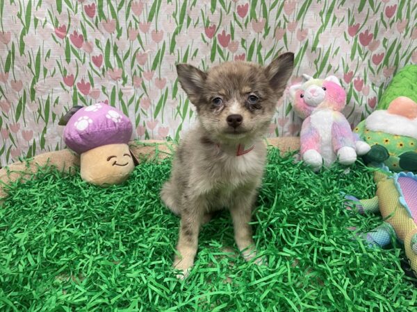 F2 Pomsky Dog Female Red Merle 26480 Petland Las Vegas, Nevada