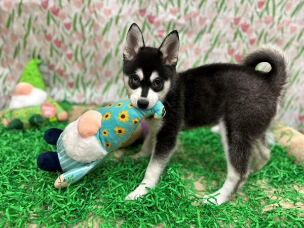 Alaskan Klee Kai Dog Male Black / White 26518 Petland Las Vegas, Nevada