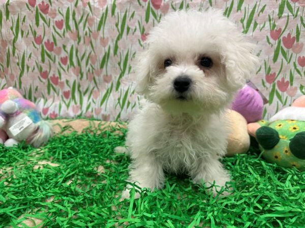 [#26491] White Female Bichon Frise Puppies For Sale