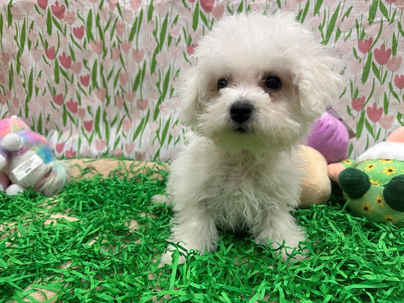 Bichon Frise - 26491 Image #1