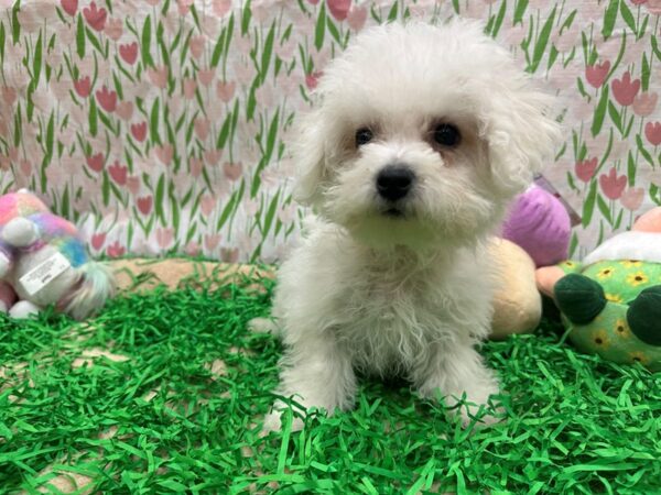 Bichon Frise Dog Female White 26491 Petland Las Vegas, Nevada