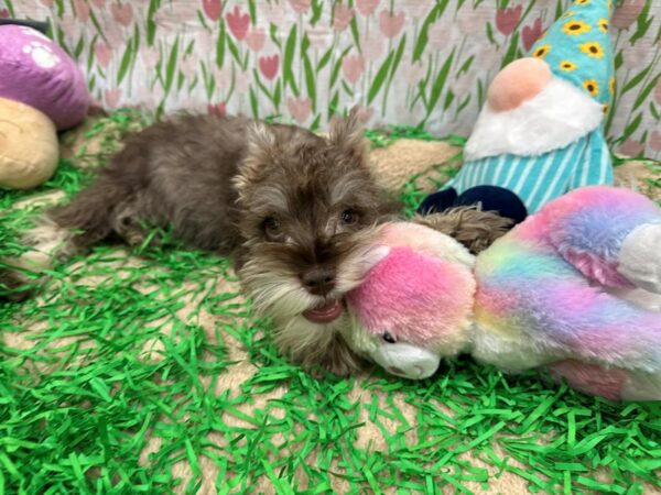 Miniature Schnauzer Dog Female Liver and Pepper 26486 Petland Las Vegas, Nevada