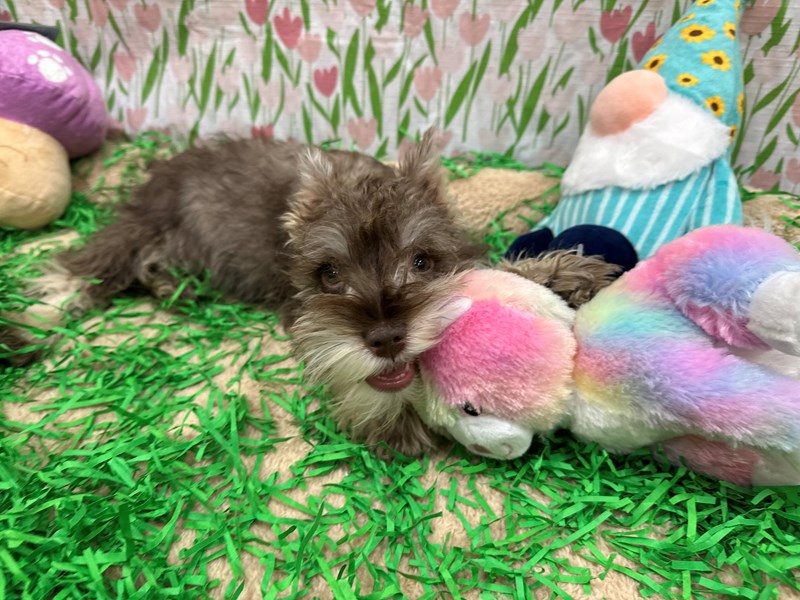 Miniature Schnauzer - 26486 Image #1