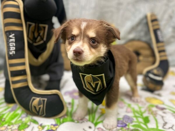 Miniature Australian Shepherd-Dog-Male-Red Merle-26569-Petland Las Vegas, Nevada