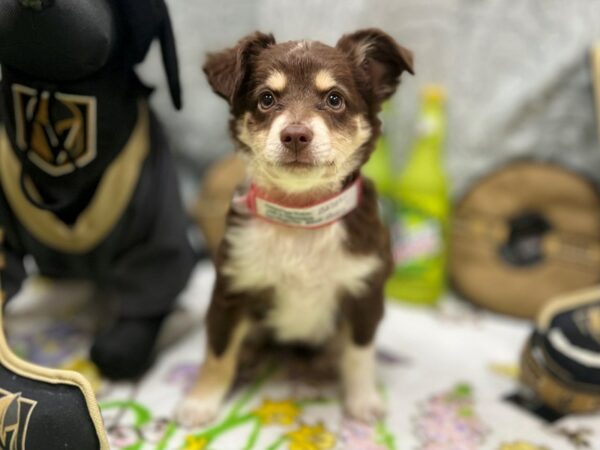 [#26570] Red Merle Female Miniature Australian Shepherd Puppies For Sale