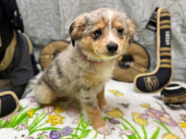 [#26568] Blue Merle Female Miniature Australian Shepherd Puppies For Sale