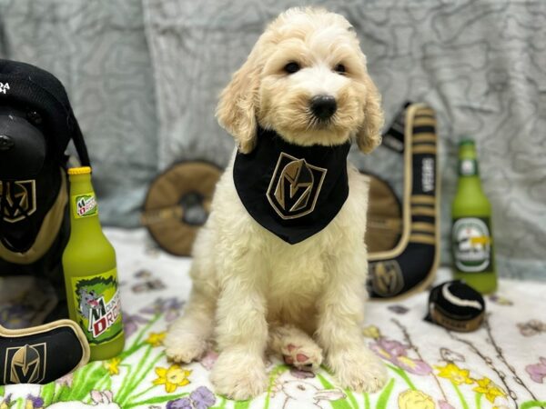[#26566] Golden Male F1B Goldendoodle Puppies For Sale